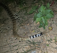 Crotalus ruber lucasensis