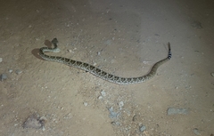 Crotalus ruber lucasensis