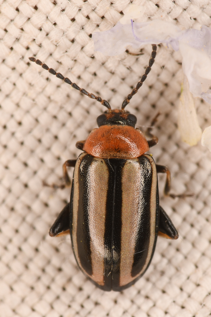 Disonycha maritima
