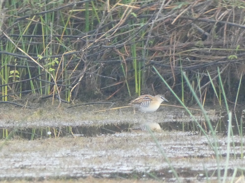 Yellow-breasted Crake (Laterallus flaviventer), photo 9