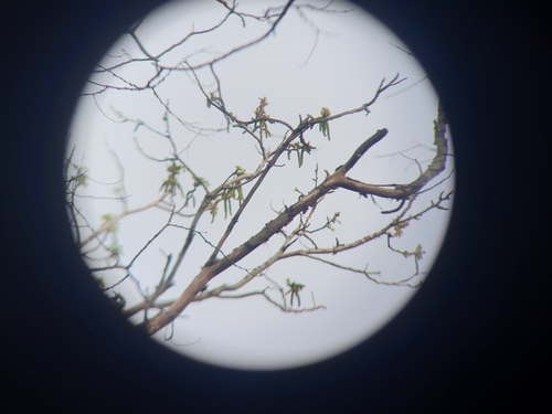 Juglans cinerea — photo 1