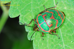 Poecilocoris lewisi