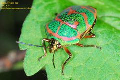 Poecilocoris lewisi