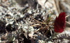 Syncarpha canescens tricolor