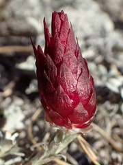 Syncarpha canescens tricolor