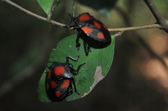 Brachystethus rubromaculatus