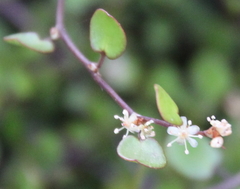 Muehlenbeckia complexa complexa
