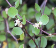 Muehlenbeckia complexa complexa