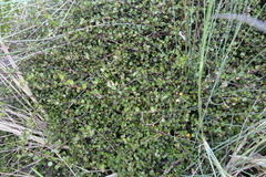 Muehlenbeckia complexa complexa