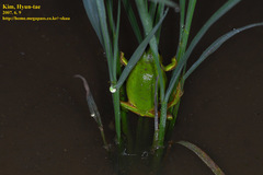Hyla suweonensis