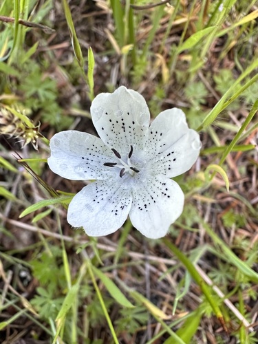Nemophila menziesii