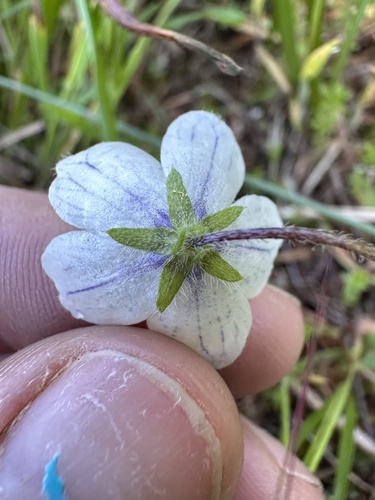 Nemophila menziesii