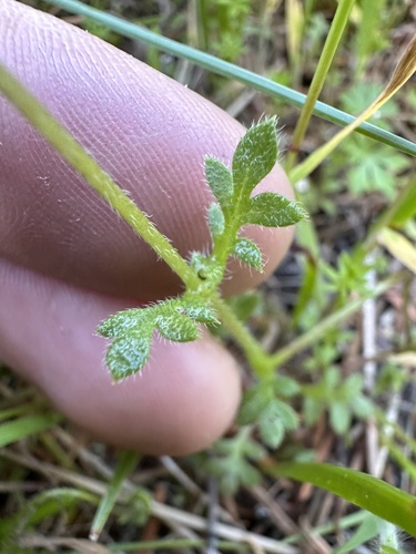 Nemophila menziesii