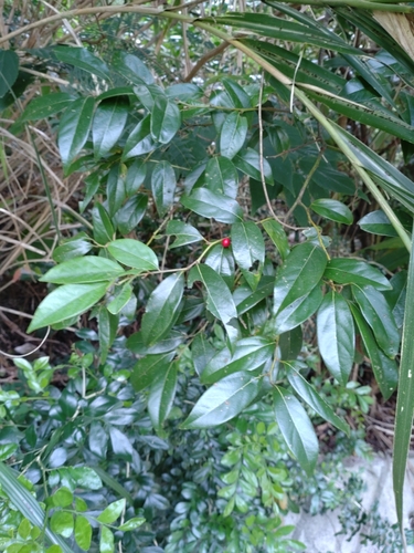 Lindera communis iNat (3)