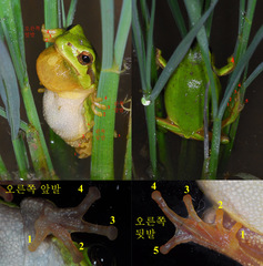 Hyla suweonensis