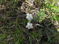 Antiphytum caespitosum