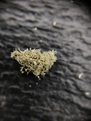 Ramalina petrina