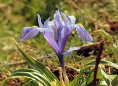 Iris planifolia
