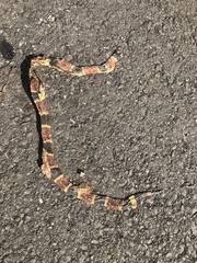 Micrurus tener tener