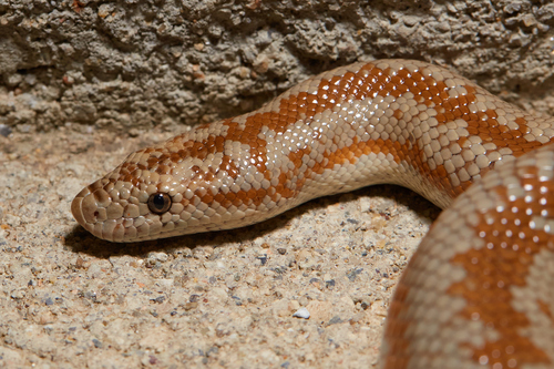 iNaturalist observation photo of Coastal Rosy Boa