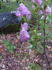 Lamourouxia dasyantha