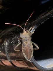 Elasmopoda alata