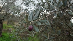 Olea europaea