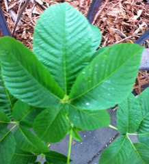 Aesculus