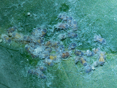 Ctenarytaina eucalypti