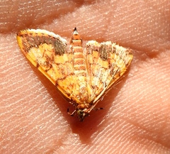 Portentomorpha xanthialis