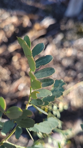 Image of Acacia spectabilis by (c) Eamonn Culhane, some rights reserved (CC BY)