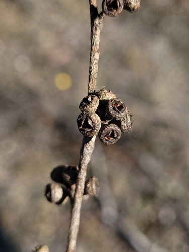 Eucalyptus aggregata, photograph 6