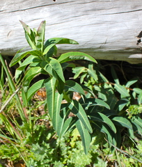 Magnoliopsida