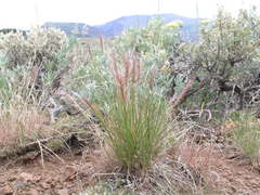 Elymus elymoides brevifolius