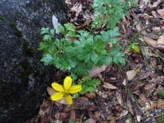 Bidens ostruthioides