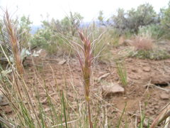 Elymus elymoides brevifolius