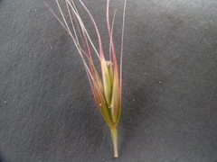 Elymus elymoides brevifolius