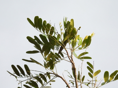 Simarouba amara - Whole tree