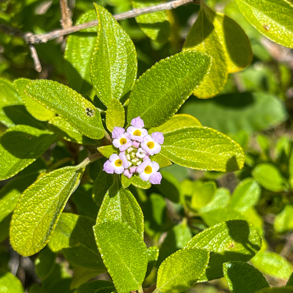 Button Sage From Southampton Parish, Bermuda On 02 May, 2023 At 11:42 