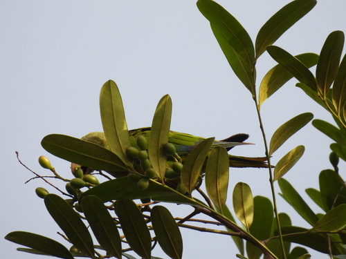 Simarouba amara - Leaves