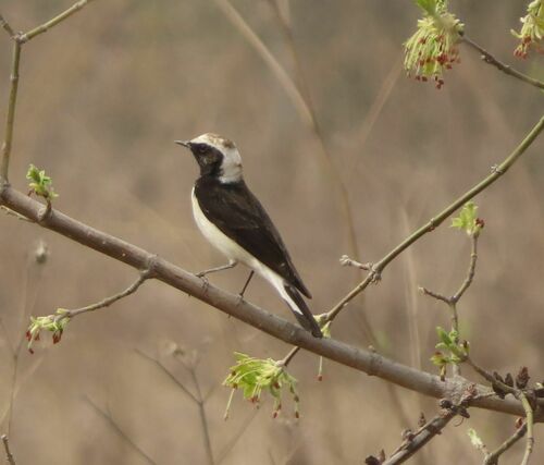 Pied Wheatear