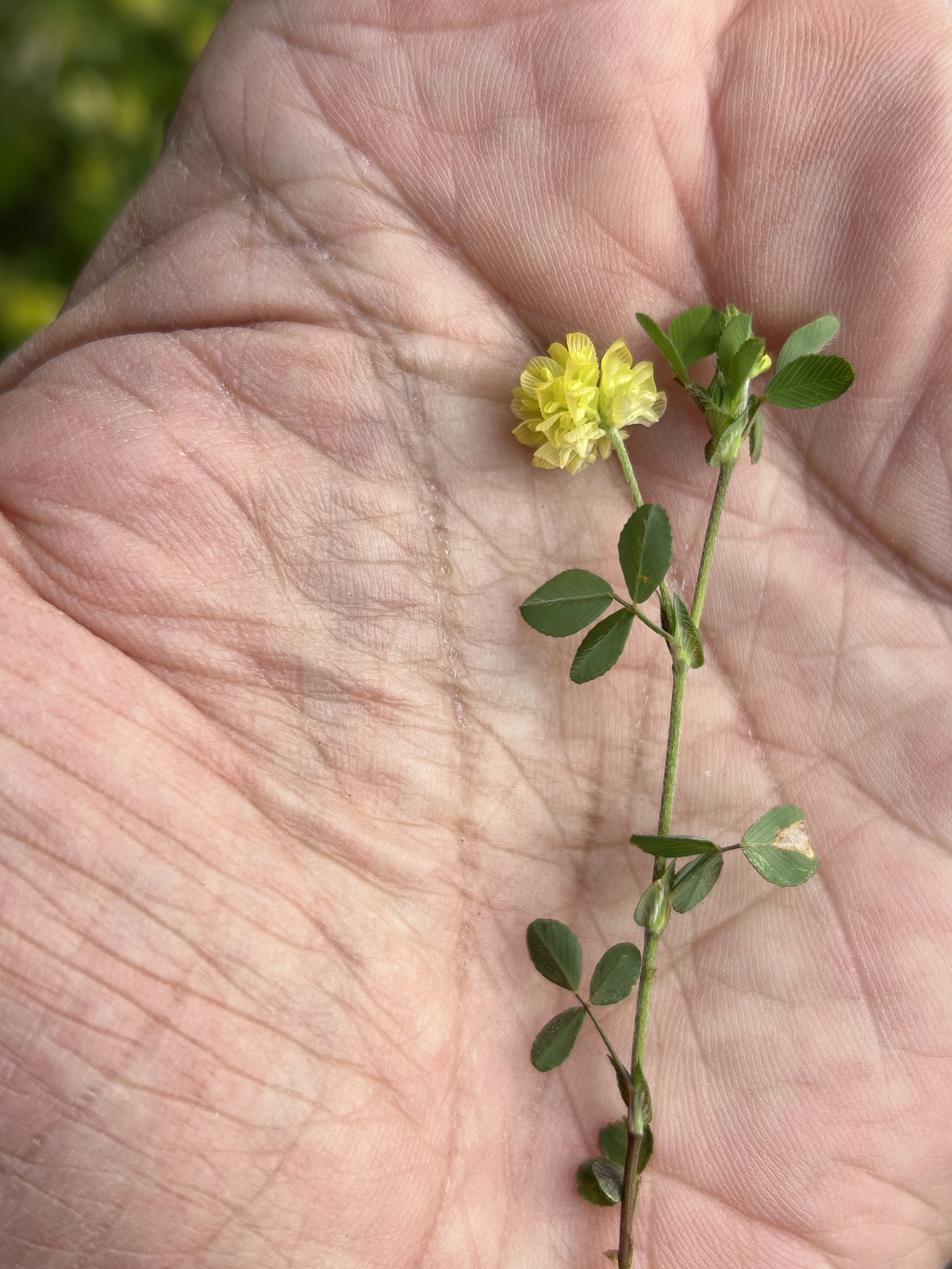 Trifolium campestre