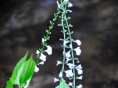 Salvia languidula