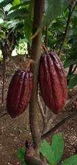 Theobroma cacao image