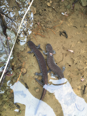 Ambystoma barbouri