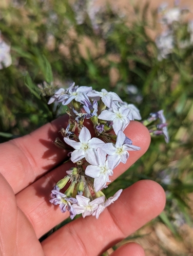 Woolly bluestar (Amsonia tomentosa)