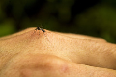Aedes terrens