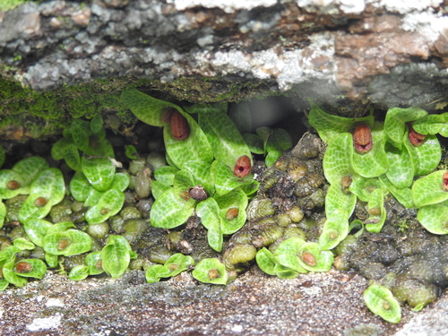 Image of Porpax jerdoniana by (c) Hopeland, some rights reserved (CC BY)