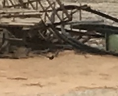 Cercotrichas podobe