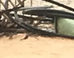 Cercotrichas podobe